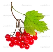 http://st.depositphotos.com/1801791/1589/i/950/depositphotos_15894307-Berries-of-red-Viburnum.jpg